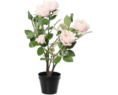 Rosenbusch im Topf für den Innenbereich