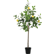 Zitronenbaum im Topf mit gelben Zitronen und grünen Blättern