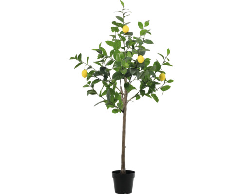 Zitronenbaum im Topf mit gelben Zitronen und grünen Blättern