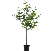 Zitronenbaum im Topf