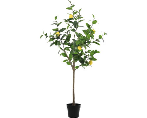 Zitronenbaum im Topf