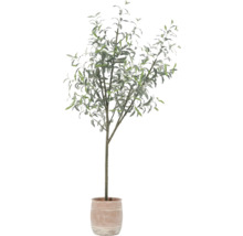 Olivenbaum im Topf für den Innenbereich