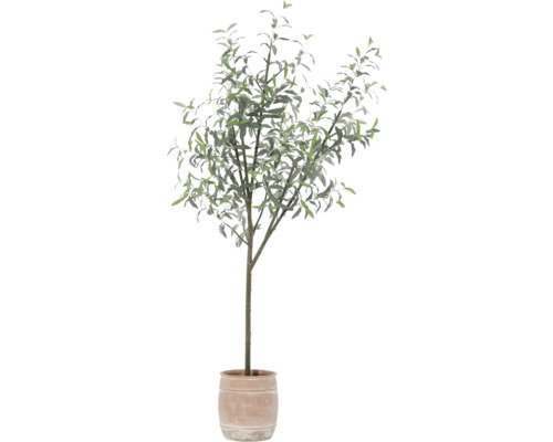 Olivenbaum im Topf für den Innenbereich