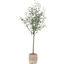 Zierbaum im Topf für den Innenbereich