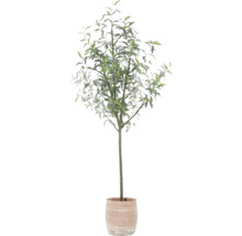 Olivenbaum im Topf