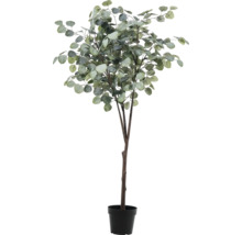 Eukalyptusbaum im Topf als Dekoration