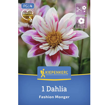 Eine Dahlie der Sorte Fashion Monger mit dem Symbol Herz für Nützlinge und der Kennzeichnung PG 4