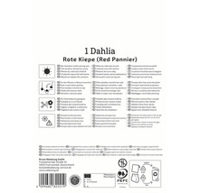 Verpackung einer roten Kiepe Dahlie