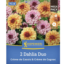 Kiepenkerl 2er Set Dahlien Duo Crème de Cassis und Crème de Cognac