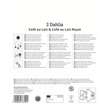 Informationen zu Dahlien der Sorte Café au Lait und Café au Lait Royal