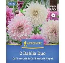 2er-Pack Dahlien Duo Café au Lait & Café au Lait Royal