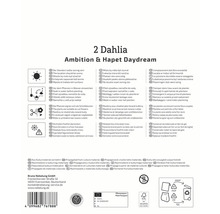 Informationen zu Dahlien Ambition und Hapet Daydream, einschließlich Pflanzanweisungen, Verwendung als Schnittblumen und frostfreier Lagerung der Knollen.