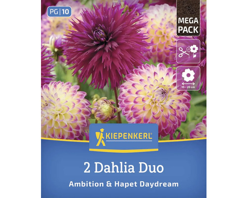 Kiepenkerl 2er Set Dahlien Duo Ambition und Hapet Daydream