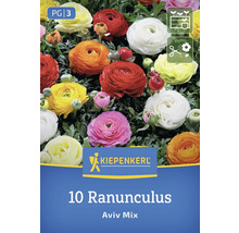 Kiepenkerl Logo, 10 Ranunkeln Aviv Mix