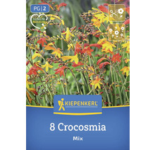Kiepenkerl Logo. Packung mit 8 Crocosmia Blumenzwiebeln Mischung