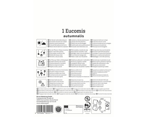 Informationen zu Eucomis autumnalis, einschließlich Standort, Bewässerung, Pflanzung, Vermehrung, Überwinterung und Herkunft