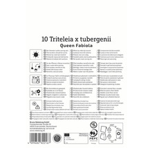 Informationen zu Triteleia Queen Fabiola: Standort, Bewässerung, Pflanzung, Schnittblume, Überwinterung und Vermehrung