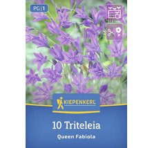 Verpackung mit 10 Triteleia Queen Fabiola Blumenzwiebeln