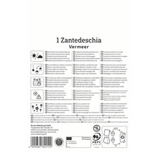 Informationen zur Zantedeschia Vermeer Pflanzenpflege