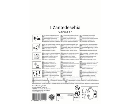 Informationen zur Zantedeschia Vermeer Pflanzenpflege