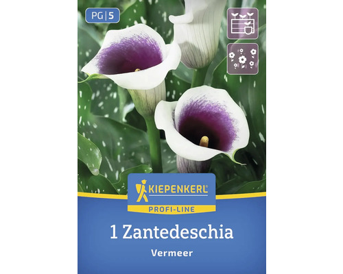 Kiepenkerl Zantedeschia Vermeer Blumenzwiebel