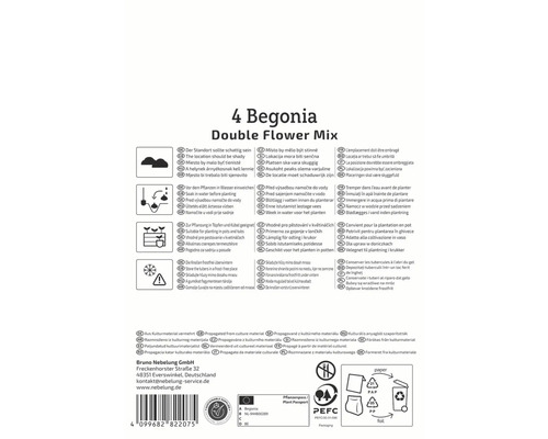 Informationen zur Begonie mit doppelten Blüten und Pflegehinweise