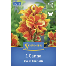 Kiepenkerl Canna Queen Charlotte, eine Blumenzwiebel