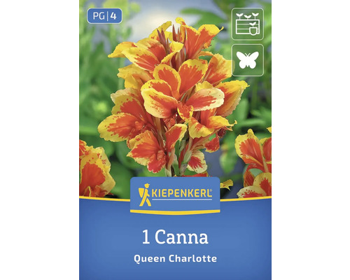 Kiepenkerl Canna Queen Charlotte, eine Blumenzwiebel