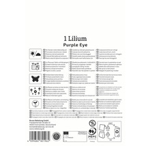 Informationen zur Lilie Purple Eye, inklusive Standort, Pflegehinweise und Frostbeständigkeit