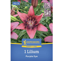 Lilienzwiebel Purple Eye der Marke Kiepenkerl