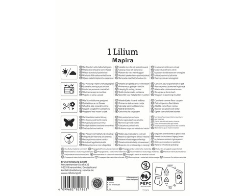 Informationen zu Lilium Mapira, Standort, Verwendung, Blüte und Eigenschaften