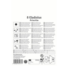 Verpackung mit Pflanzhinweisen für 8 Gladiolen Priscilla