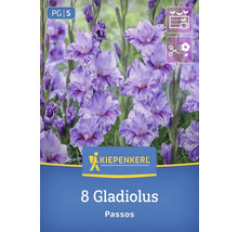 Kiepenkerl Logo, Packung mit 8 Gladiolen Passos Blumenzwiebeln