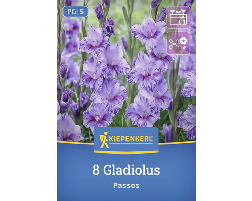 Kiepenkerl Logo, Packung mit 8 Gladiolen Passos Blumenzwiebeln