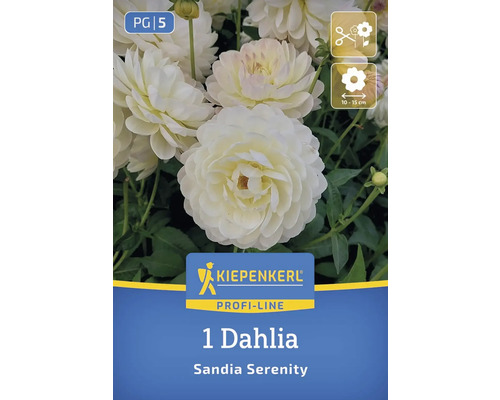 Kiepenkerl Logo 1 Dahlie Sandia Serenity