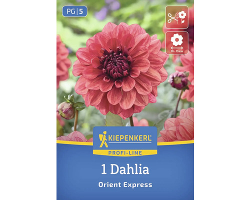 Kiepenkerl Logo, 1 Dahlie Orient Express