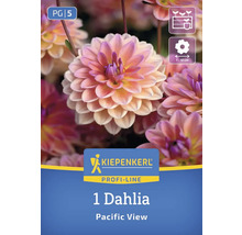 Eine Dahlie Pacific View Blumenzwiebel