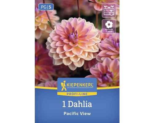 Eine Dahlie Pacific View Blumenzwiebel