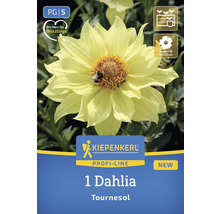 Kiepenkerl Logo. Dahlia Tournesol for beneficial insects.