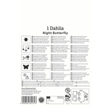 Informationen zur Dahlie 'Night Butterfly'
