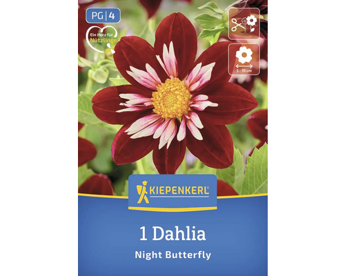 Eine Dahlie der Sorte Night Butterfly auf einer Produktverpackung von Kiepenkerl.