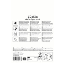 Verpackung für 1 Dahlia GoGo Speckled mit Hinweisen zu Standort, Bewässerung und Lagerung