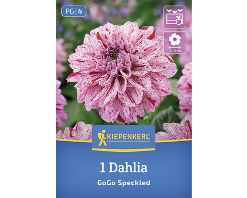 Kiepenkerl Logo. Eine Dahlie GoGo Speckled