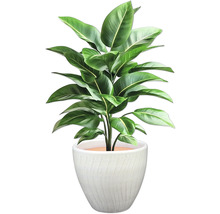 Zimmerpflanze mit grünen Blättern in einem Topf