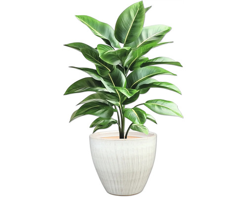 Zimmerpflanze im Topf