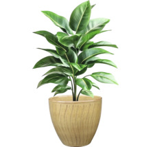 Zimmerpflanze im Topf