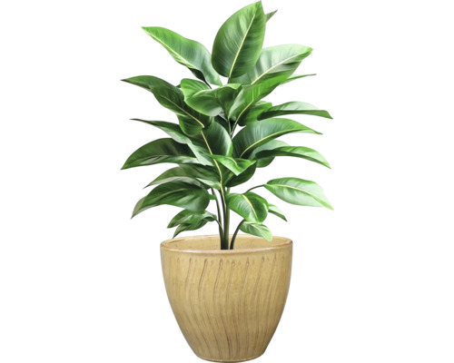 Zimmerpflanze im Topf