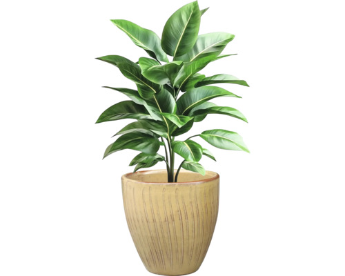 Zimmerpflanze mit grünen Blättern in einem Topf