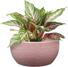 Aglaonema Zimmerpflanze im Topf