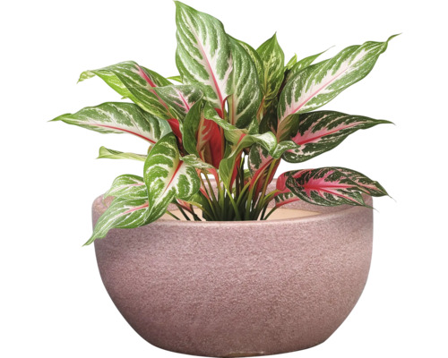 Chinesisches Schilf in einem Pflanzgefäß